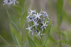 Amsonia