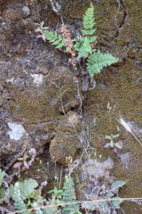 Oeosporangium