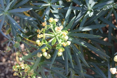 Euphorbia tuckeyana