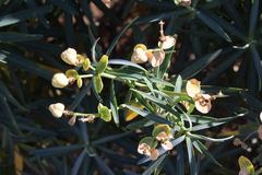 Euphorbia tuckeyana