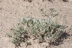 Eriogonum pauciflorum