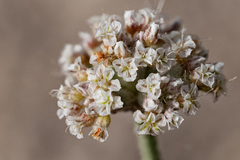 Eriogonum pauciflorum