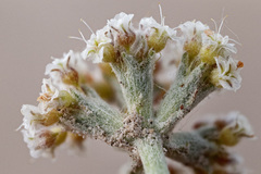 Eriogonum pauciflorum