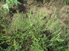 Corispermum declinatum