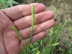 Corispermum declinatum