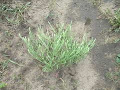 Corispermum declinatum