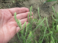 Corispermum declinatum