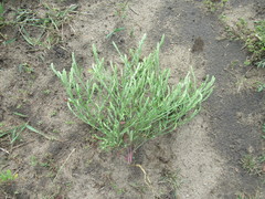 Corispermum declinatum