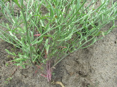 Corispermum declinatum