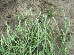 Corispermum declinatum