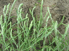 Corispermum declinatum