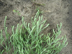 Corispermum declinatum