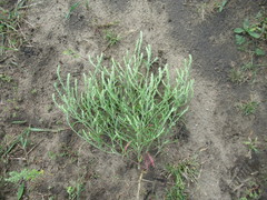 Corispermum declinatum