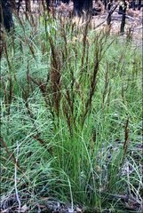 Gahnia radula