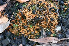 Anthracobia muelleri