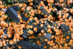 Anthracobia muelleri