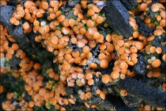 Anthracobia muelleri