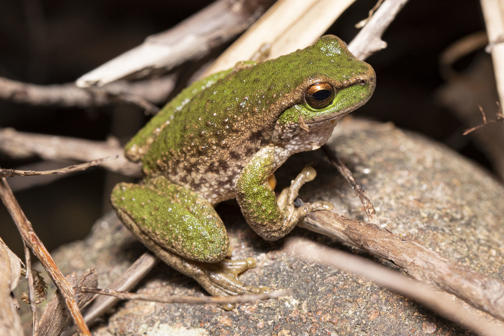 Spotted Tree Frog in December 2021 by Isaac Clarey · iNaturalist