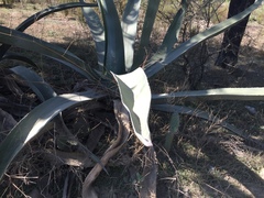 Agave mapisaga