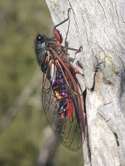 Yoyetta spectabilis