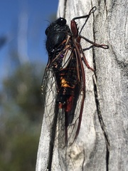 Yoyetta spectabilis