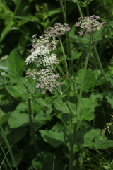 Arafoe aromatica
