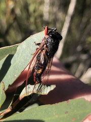 Yoyetta spectabilis