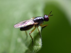Anaphalantus longicornis