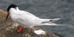 Sterna dougallii