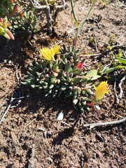 Cheiridopsis rostrata