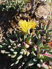 Cheiridopsis rostrata