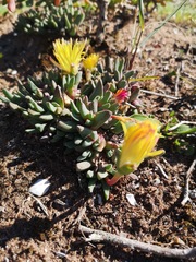 Cheiridopsis rostrata