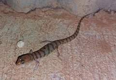 Eremiascincus richardsonii