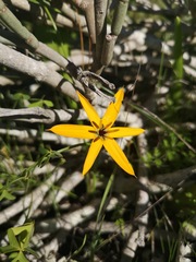 Pauridia linearis