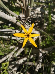 Pauridia linearis