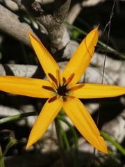 Pauridia linearis