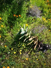 Aloe distans
