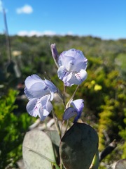 Gladiolus caeruleus