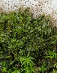 Jungermannia atrovirens