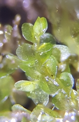 Jungermannia atrovirens