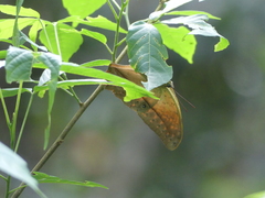 Charaxes