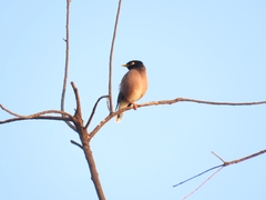 Acridotheres tristis