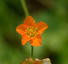 Geum magellanicum