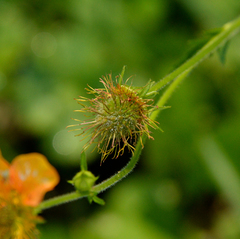 Geum magellanicum