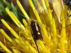 Scythris aspromontis