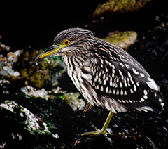 Nycticorax nycticorax obscurus