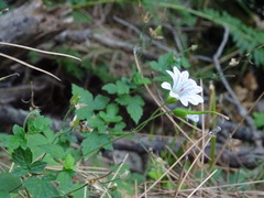 Geranium versicolor