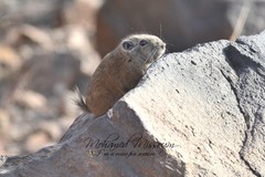 Mzab Gundi photo 1