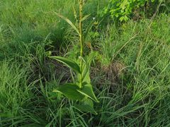 Veratrum dahuricum