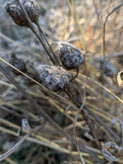 Centaurea orientalis